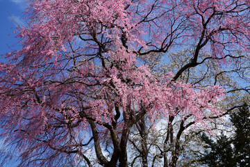 辛夷の花とともに咲くピンク色の桜の花