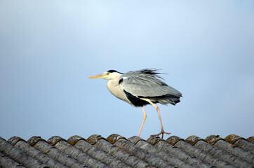屋根の上の鷺
