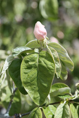 Unopened flower bud of quince tree