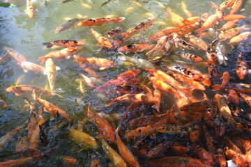 Fototapeta na wymiar Koi fish..Koi or more specifically nishikigoi, are colored varieties of Amur carp that are kept for decorative purposes in outdoor koi ponds or water gardens