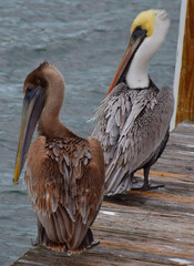 Two pelicans