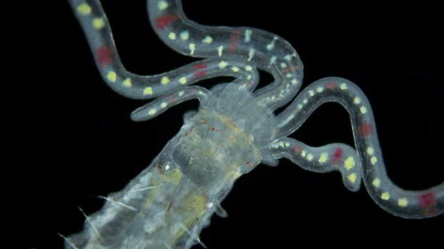 Worm Polychaeta of family Terebellidae under the microscope, phylum Annelida. Possibly late larval stage. Red sea
