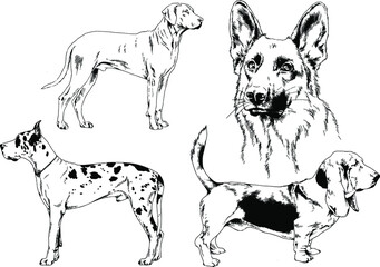 vector drawings sketches pedigree dogs and cats  drawn in ink by hand , objects with no background