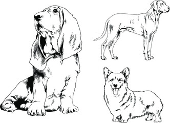 vector drawings sketches pedigree dogs and cats  drawn in ink by hand , objects with no background