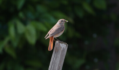 Common redstart perched on branch of tree