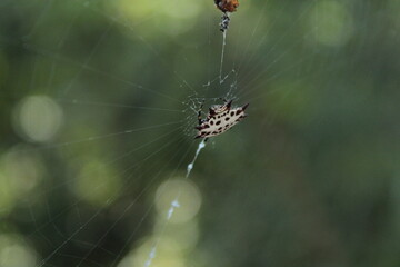 Araña joya