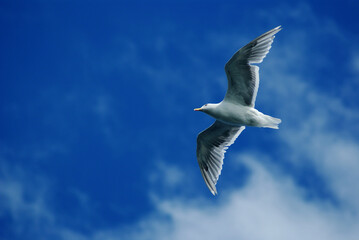 seagull soaring with clouds above