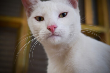 Gato blanco mirando fijamente 