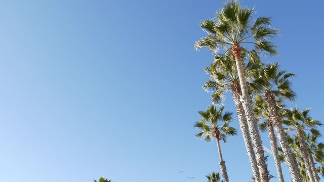 Big pelican birds flying, pelecanus flock soaring in sky, large wingspan. Palm tree in Oceanside, California waterfront pacific ocean tropical beach resort, USA. Summertime sea coastline vacations.