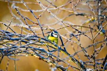 Bluetit sitting in garden tree in december