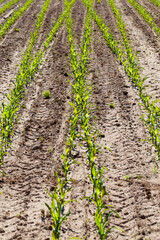 green young corn on an agricultural field in the spring season