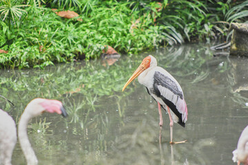 The milky stork is a stork species found predominantly in coastal mangroves around parts of Southeast Asia.