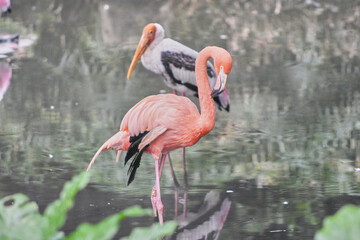 The American flamingo is a large species of flamingo closely related to the greater flamingo and Chilean flamingo.
