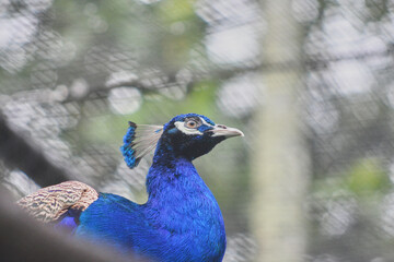 portrait of a peacock