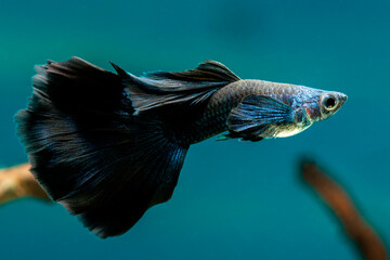 Male Black Guppy in freshwater Aquarium