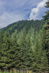 Obraz premium pine forest in the mountains