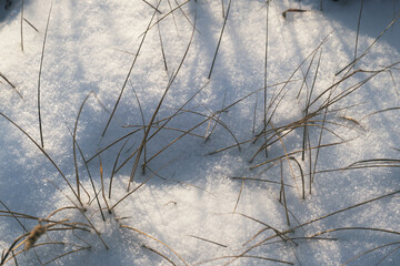 Dry grass in snowdrift is covered with white, fluffy snow.