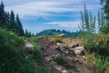 Fototapeta premium forest in the mountains