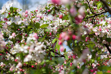 beautiful fruit tree blooming with red flowers