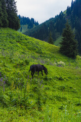 horse in the mountains