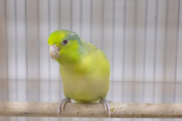 Selective focus of little tiny forpus parrotlet. Forpus is the smallest parrot bird of the world