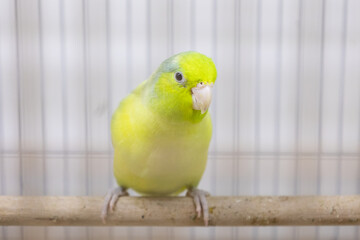 Selective focus of little tiny forpus parrotlet. Forpus is the smallest parrot bird of the world