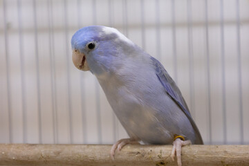 Selective focus of little tiny forpus parrotlet. Forpus is the smallest parrot bird of the world