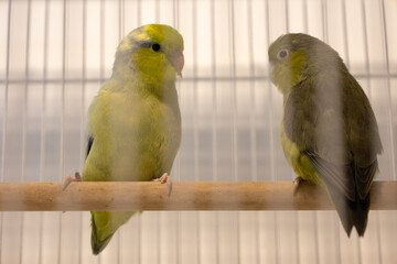 Obraz premium Selective focus of little tiny forpus parrotlet. Forpus is the smallest parrot bird of the world