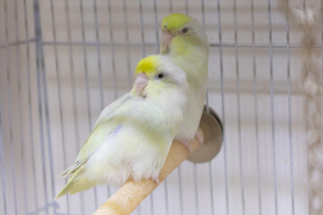 Selective focus of little tiny forpus parrotlet. Forpus is the smallest parrot bird of the world