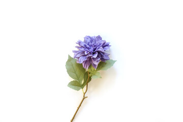 Obraz premium Big single Purple flower on white background.