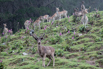 stag and deer alert on a hill in the rain