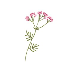 Valerian flower. Wild herb Valeriana officinalis. Floral herbal plant. Botany drawing of meadow medicinal flora. Modern botanical flat vector illustration of wildflower isolated on white background