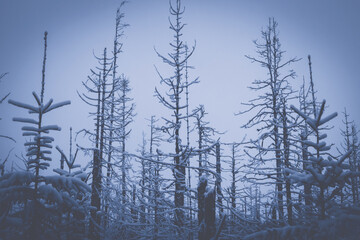 winter landscape