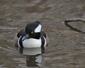 Hooded merganser drake swimming with slight reflection in the water.