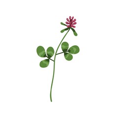 Clover flower. Wild floral plant with trefoil leaf. Botanical drawing of wildflower. Blooming field herb. Herbal inflorescence with stem. Flat vector illustration isolated on white background