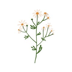 Chamomile flowers. Wild field camomile. Botanical drawing of blooming floral plant. Pretty delicate wildflower with stem and leaf. Colored flat vector illustration isolated on white background