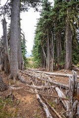 Hurricane Ridge