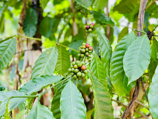 Coffee beans plantation