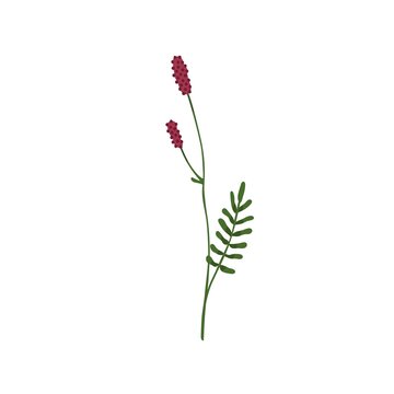 Burnet plant. Wild flower of Sanguisorba hakusanensis with stem and leaf. Botanical drawing of field blooming herb. Colored flat graphic vector illustration of wildflower isolated on white background