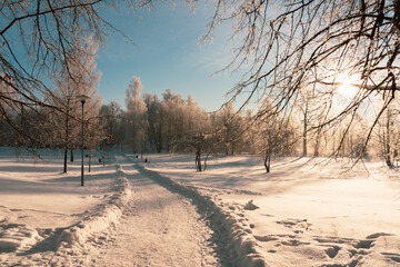 The winter landscape in the park. Snow and blue sky.