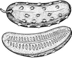 Hand drawn, vector cucumber. Vegetable sketch style illustration. Detailed cucumbers drawing. Farm market product.