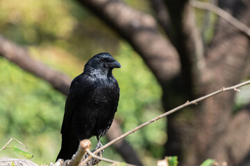 カラス