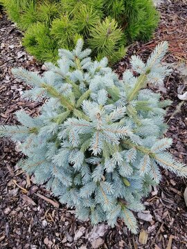 blue fluffy little Super blue Sidling  spruce with blue needles  on background of Salix Integra Hakuro Nishiki  and Mountain pine with long thin green needles on decorated with bark filling