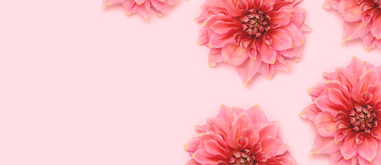 Fototapeta na wymiar Banner with dahlia flowers head on a pink pastel background. Springtime botany concept. Decorative plant closeup.