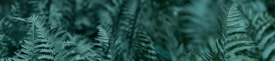 Panorama fern leaves on a green background.