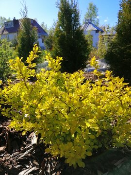 bright yellow Berberis thunbergii Aurea Bush in early spring in the garden on a mulched bed against the background of other coniferous plants. Flower desktop Wallpaper