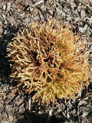 Low dwarf yellow and orange Thuja Golden Tuffet with an unusual braided needles on a mulched garden bed top view