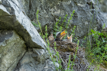 Song Thrush - Turdus philomelos, inconspicuous song bird from European forests and woodlands, Stramberk, Czech Republic.