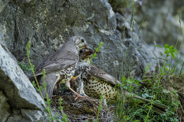 Song Thrush - Turdus philomelos, inconspicuous song bird from European forests and woodlands, Stramberk, Czech Republic.