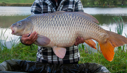 An big carp held in the hand